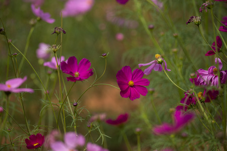Pink cosmos flowers in the gardenの写真素材