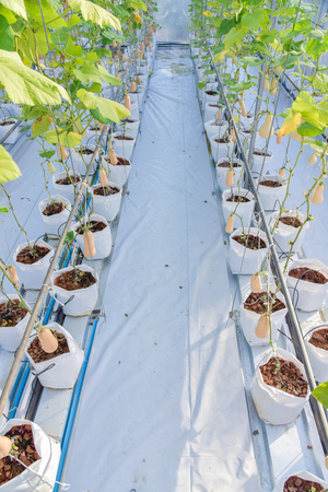 butternut Squash pumpkin planted in a beautiful white bag. There are green leaves in the farm.の写真素材