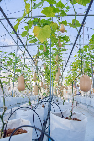 butternut Squash pumpkin planted in a beautiful white bag. There are green leaves in the farm.の写真素材