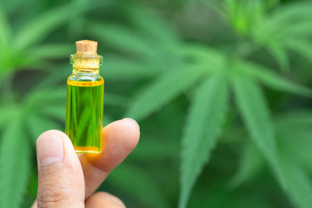 Researchers capture a bottle of hemp oil. CBD distilled into oil. Hemp tree background. Medical...