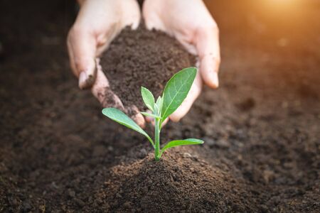 Woman hand holding soil, planting and caring for seedlings The concept of World Environment Day, take care of seedlings to grow, conserve the world, plant trees to reduce global warming.の写真素材
