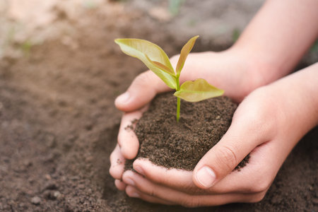 Seedlings in the hands and fertile soil Seedlings germinate from the soil. Natural resources that...
