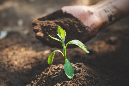 World Environment Day Concept: A girl holding a soil Going to grow a tree to grow Caring for...