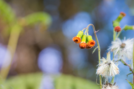 wildflower in rainforestの写真素材