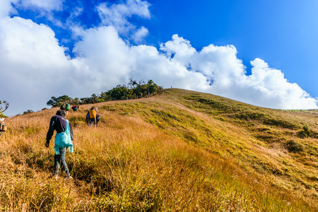 The yellow grass with the blue skyの写真素材