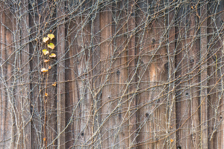 Ivy on wooden wallの写真素材