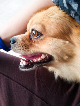 pompom Dogの写真素材
