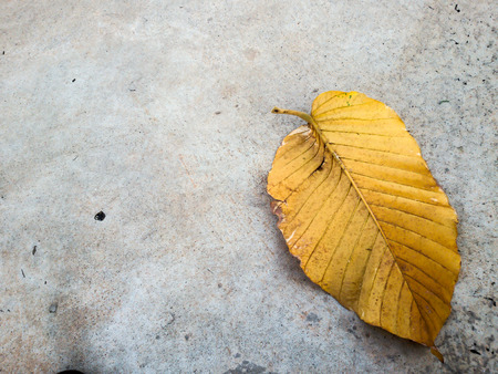 leafの写真素材