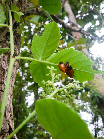 ladybug