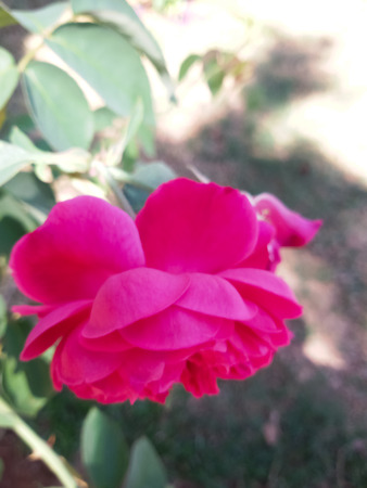 roseの写真素材