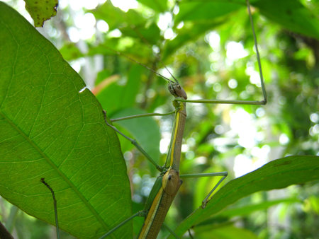 stick insect