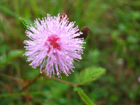 sensitive plantの写真素材