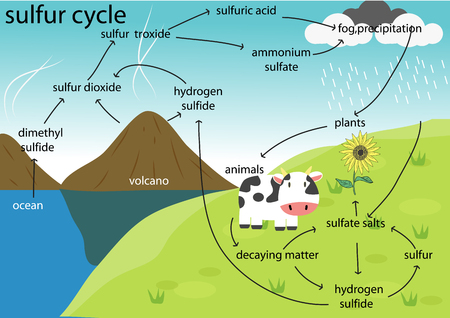 sulfur  cycleのイラスト素材