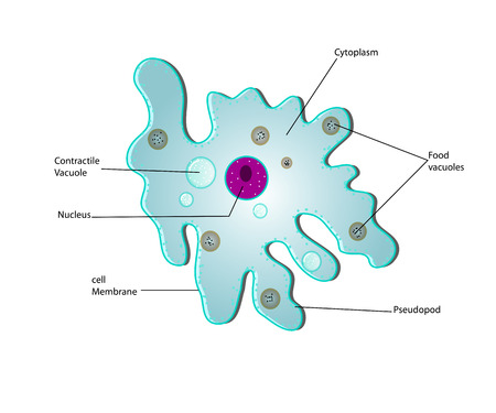 anatomy of a amoebaのイラスト素材