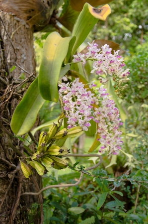 orchidsの写真素材