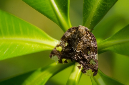 moth の写真素材