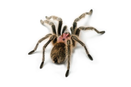 Chilean rose tarantulaの写真素材