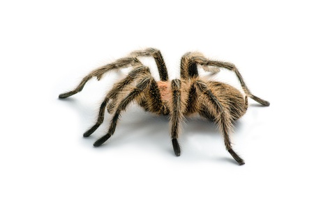 Chilean rose tarantulaの写真素材