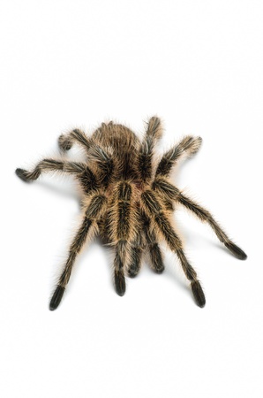 Chilean rose tarantulaの写真素材