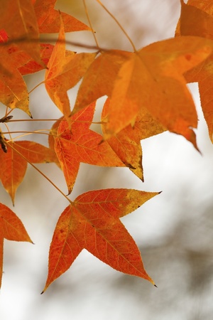 Red leaves in autumn forestの写真素材