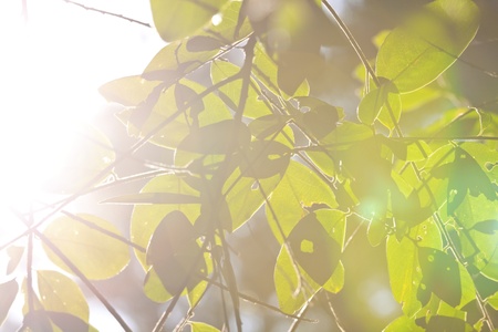 Green leaves background with sunlightの写真素材