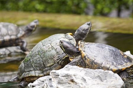 Tortoises on stoneの写真素材
