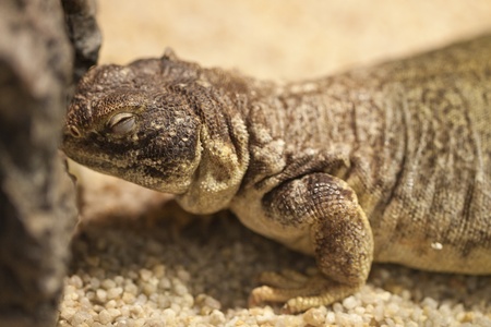 Lizard on the sandの写真素材