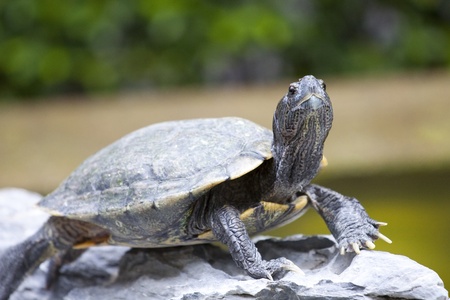 Close-up of a tortoise の写真素材