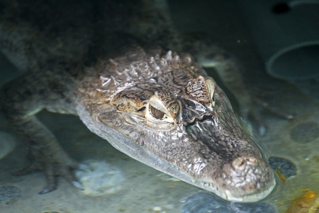 Portrait of a crocodile inside water Portrait of a crocodile inside water