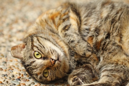 A curious cat close-up, it is good for introducing cat culture.の写真素材