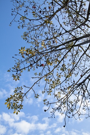 Cotton tree branchesの写真素材