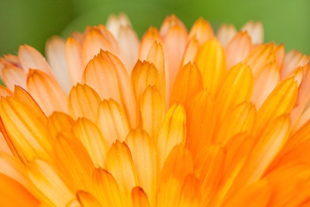 Orange flower petals backgroundの写真素材
