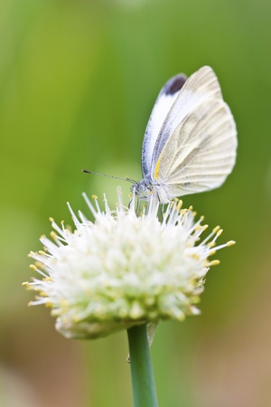 Butterfly on flowersの写真素材