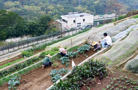 Farmers collecting cropsのeditorial素材