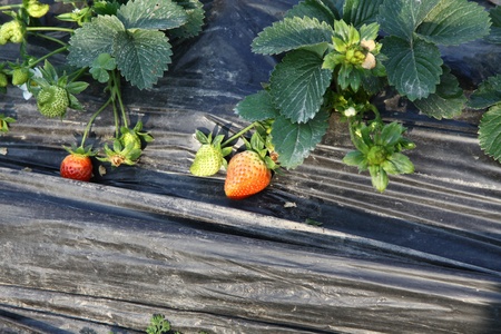 Strawberries fieldの写真素材