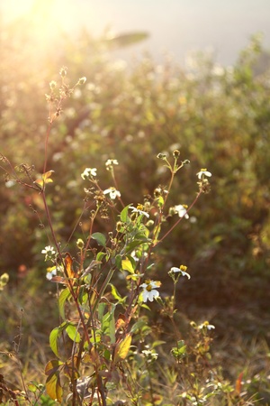White flowers and grasses under sunshineの写真素材