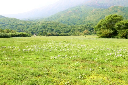 Grassland with cowsの写真素材