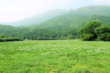 Grassland with cowsの写真素材