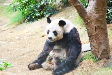 Giant pandaのeditorial素材