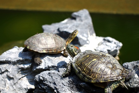 Turtles on stonesの写真素材