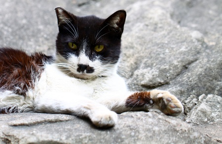 A cat sitting on rocksの写真素材
