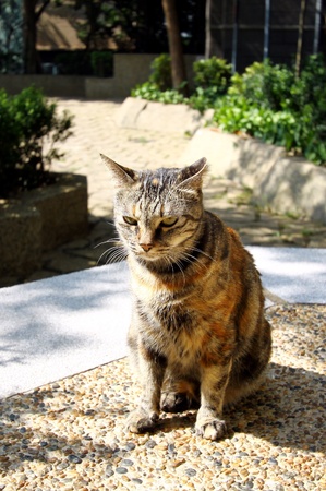 A cat under sunshineの写真素材