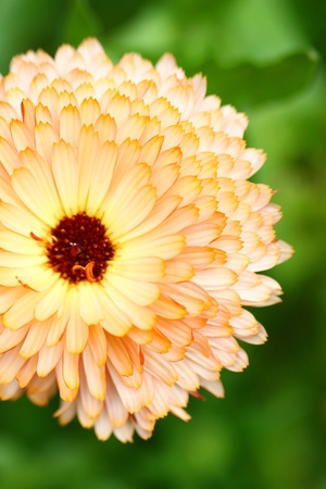 Orange chrysanthemum close-upの写真素材