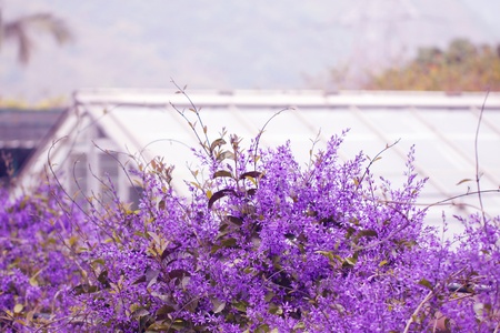 Purple flowers and housesの写真素材