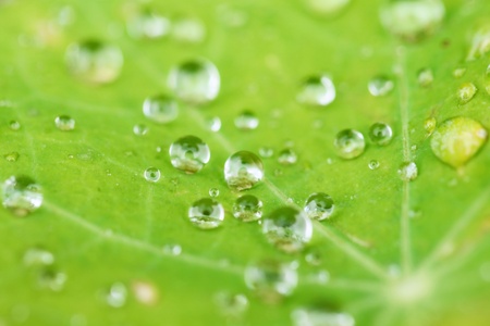 Water droplet on the leafの写真素材