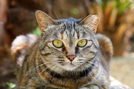 A cat with sharp eyesightの写真素材