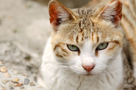 A cat with sharp eyesightの写真素材