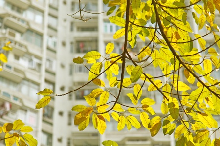 Yellow leaves under sunshineの写真素材