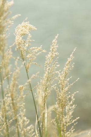 Yellow grassesの写真素材