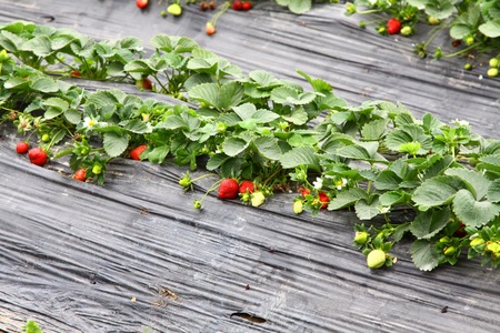 Strawberries fieldsの写真素材